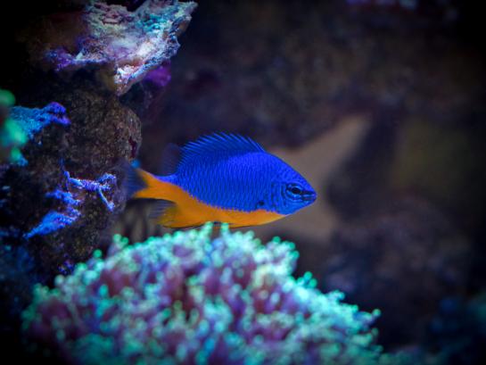 foto koraaljuffertjes