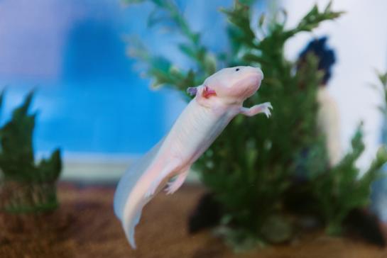 foto axolotl