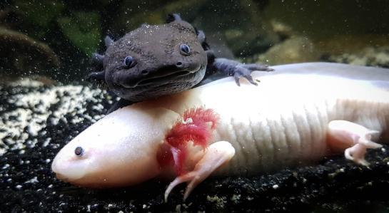 foto axolotl